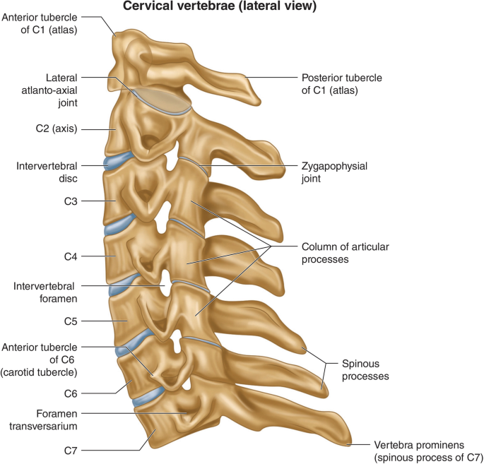 CT CERVICAL SPINE - AskRadiographerDotCom