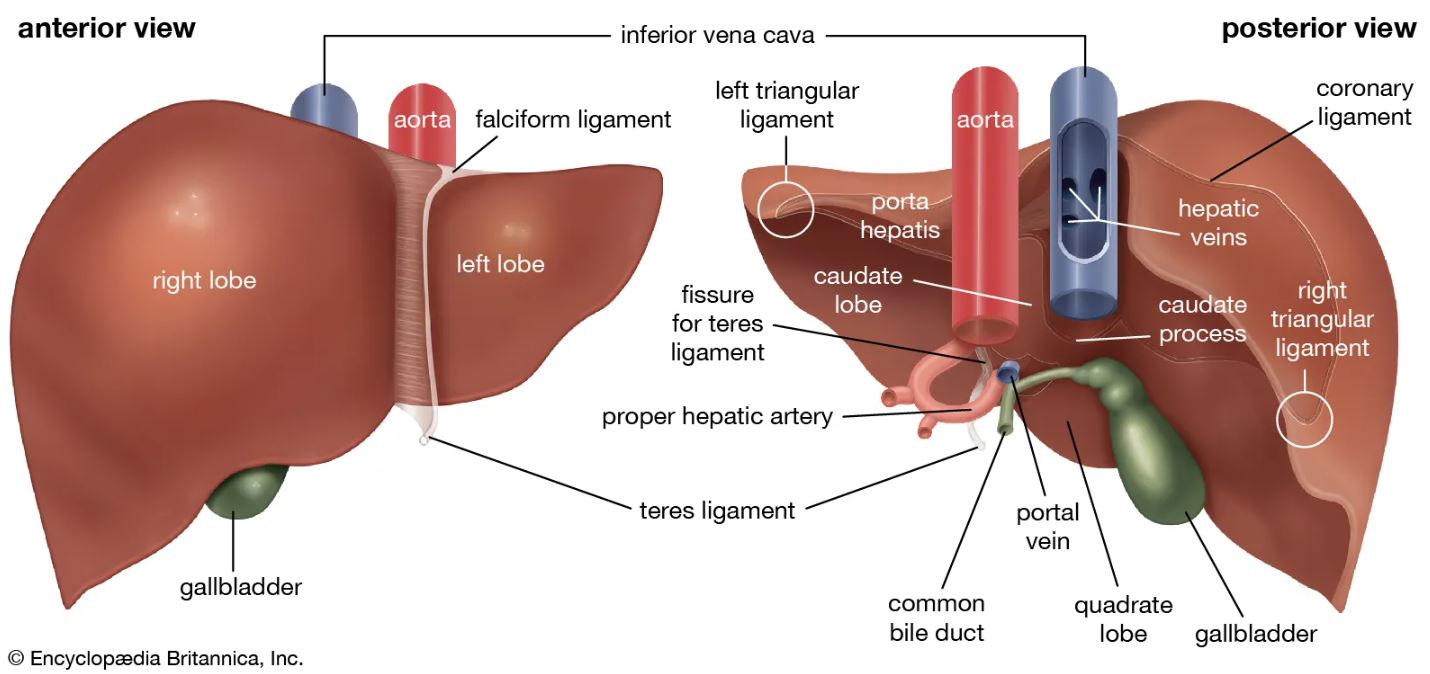 CT LIVER WITH CONTRAST - 3 PHASES PROTOCOL - AskRadiographerDotCom