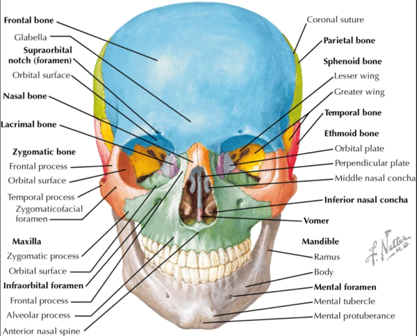 CT FACIAL WITH CONTRAST - AskRadiographerDotCom